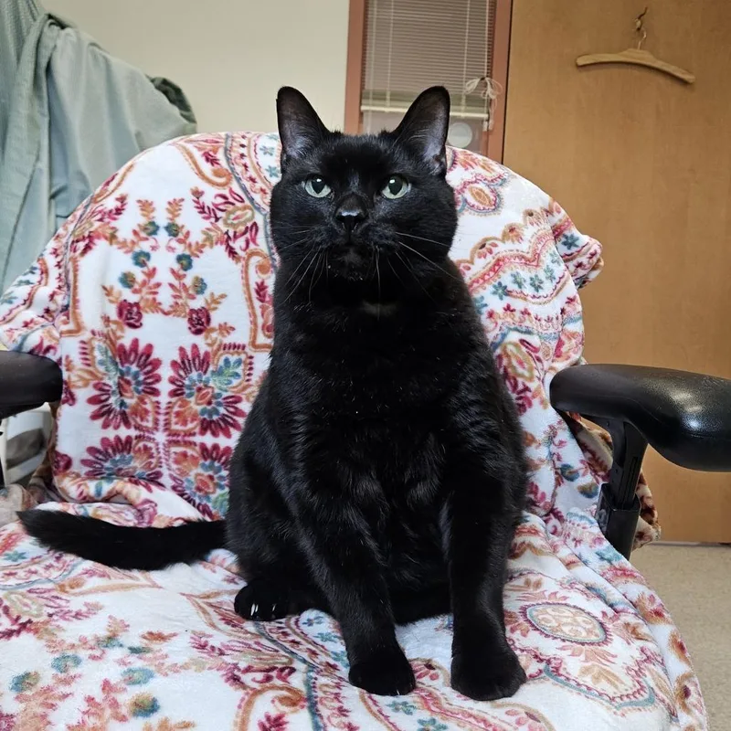 Midnight$ thumbnail 3