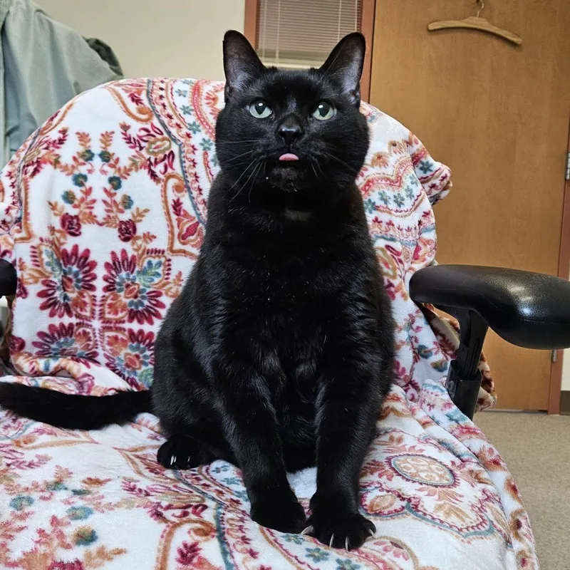 Midnight$ thumbnail 5