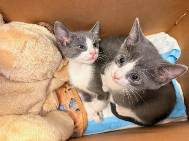 A baby small-sized male Domestic Short Hair cat named Tuna Boi for adoption in Tustin, CA