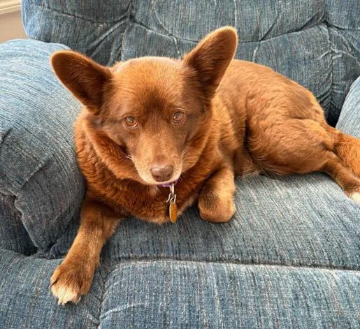 An adult medium-sized female Red / Chestnut / Orange Husky dog named Carrie for adoption in Albany, NY