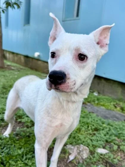An adult medium-sized female Pit Bull Terrier dog named Chimkin for adoption in New Orleans, LA