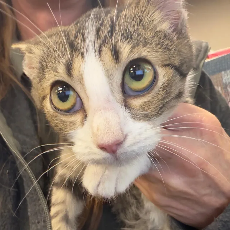 A baby small-sized female Gray / Blue / Silver Domestic Short Hair cat named Ranch Dressing for adoption in Norman, OK
