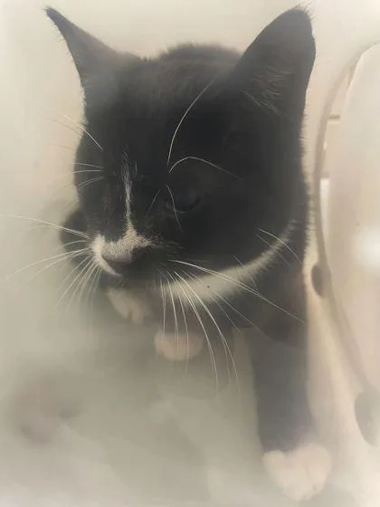An adult small-sized female Domestic Short Hair cat named Rose St for adoption in Gray, LA