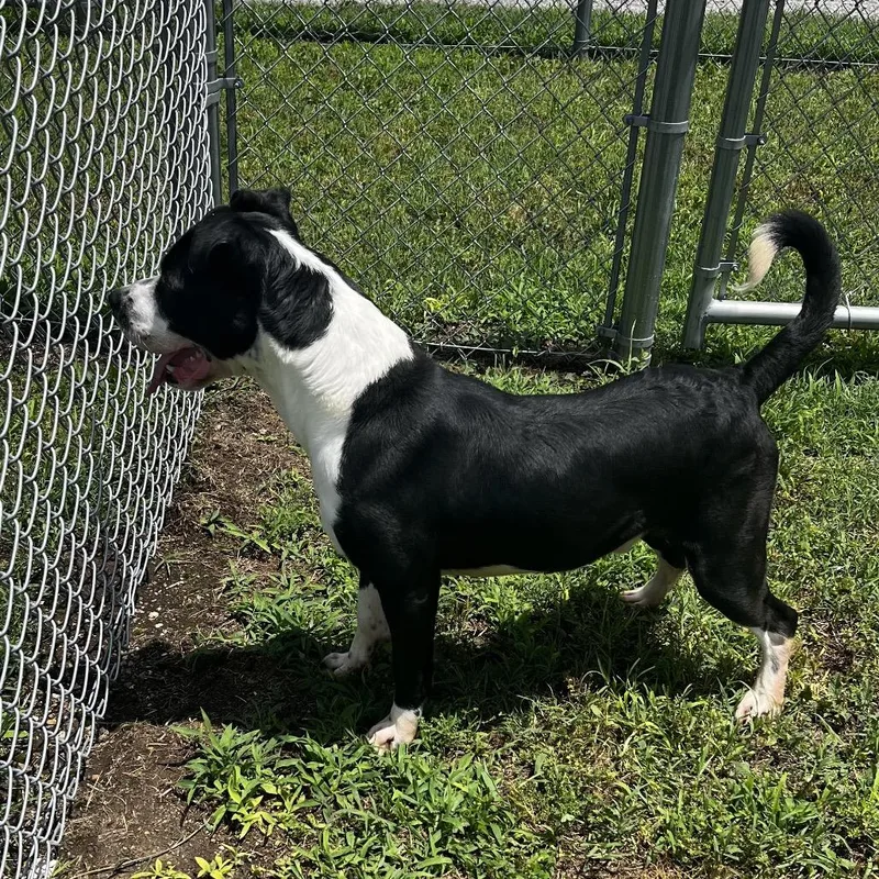 A young medium-sized male Black Border Collie dog named Noss for adoption in Pittsburg, KS