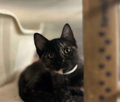 A baby small-sized female Domestic Short Hair cat named Toph for adoption in Munster, IN