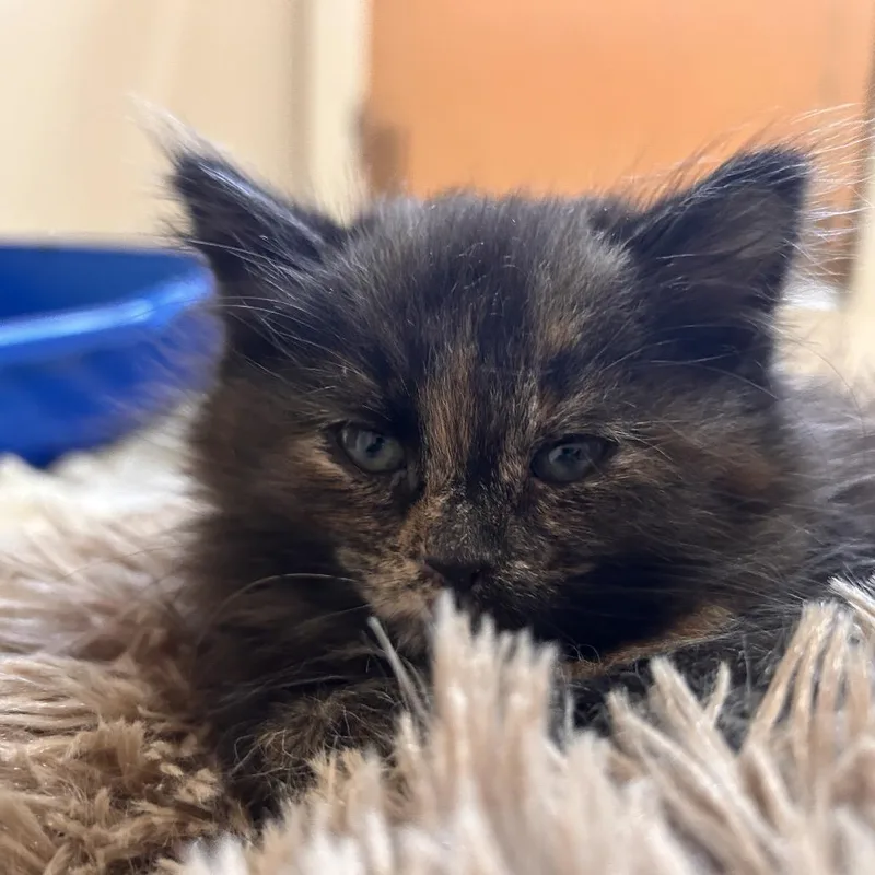 A baby small-sized female Black Domestic Short Hair cat named Cappuccino for adoption in Bedford, NH