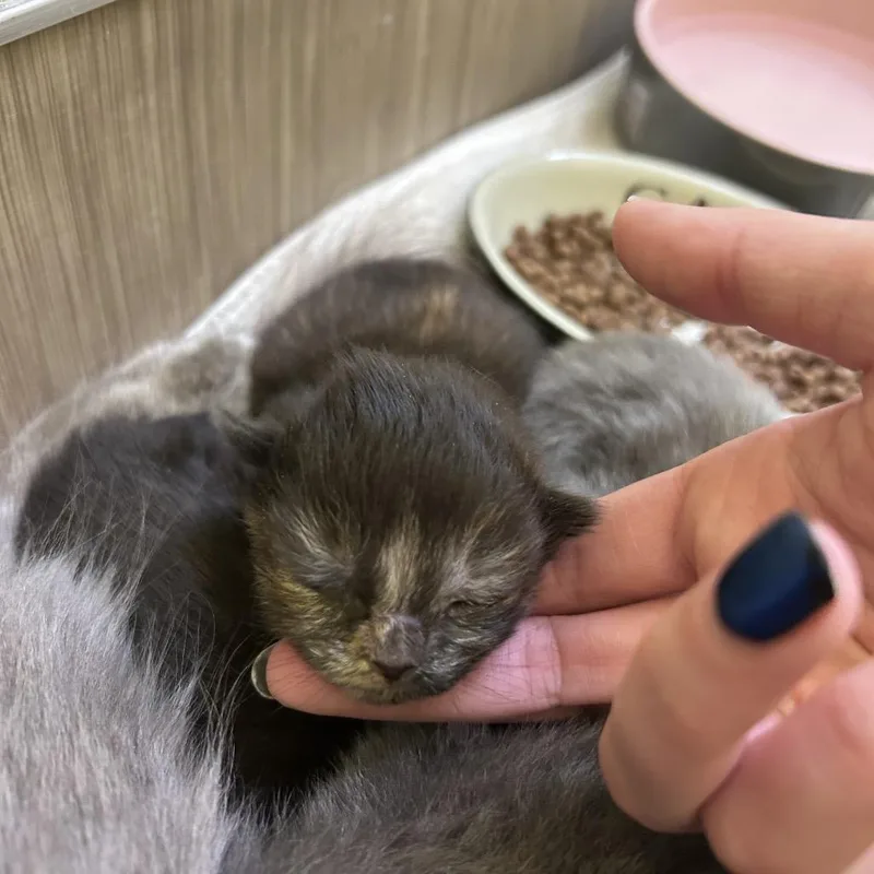 Cappuccino thumbnail 2