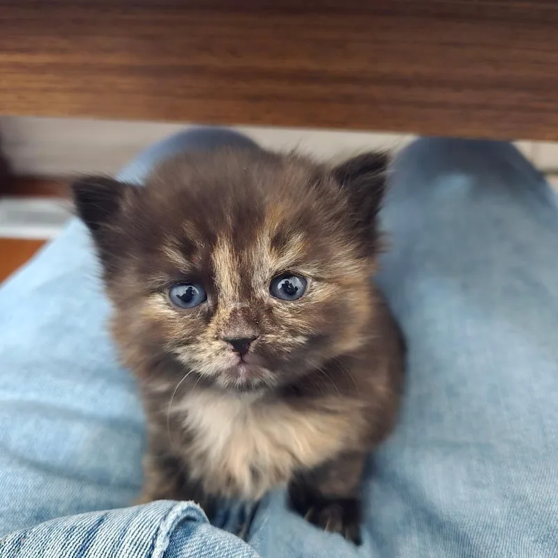 Cappuccino thumbnail 3