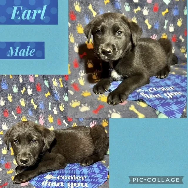 A baby medium-sized male Shepherd dog named Earl for adoption in Manchester, CT
