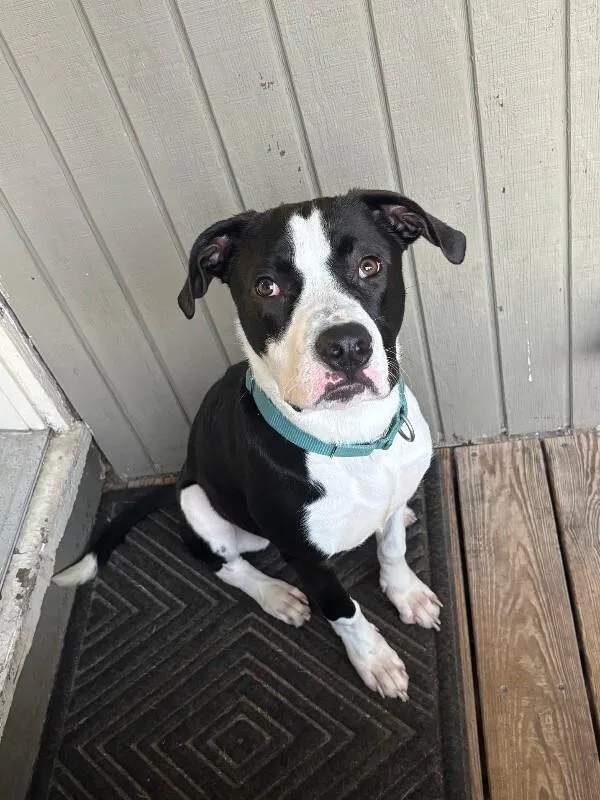 A young large-sized male Black Mixed Breed dog named Spock for adoption in Cincinnati, OH