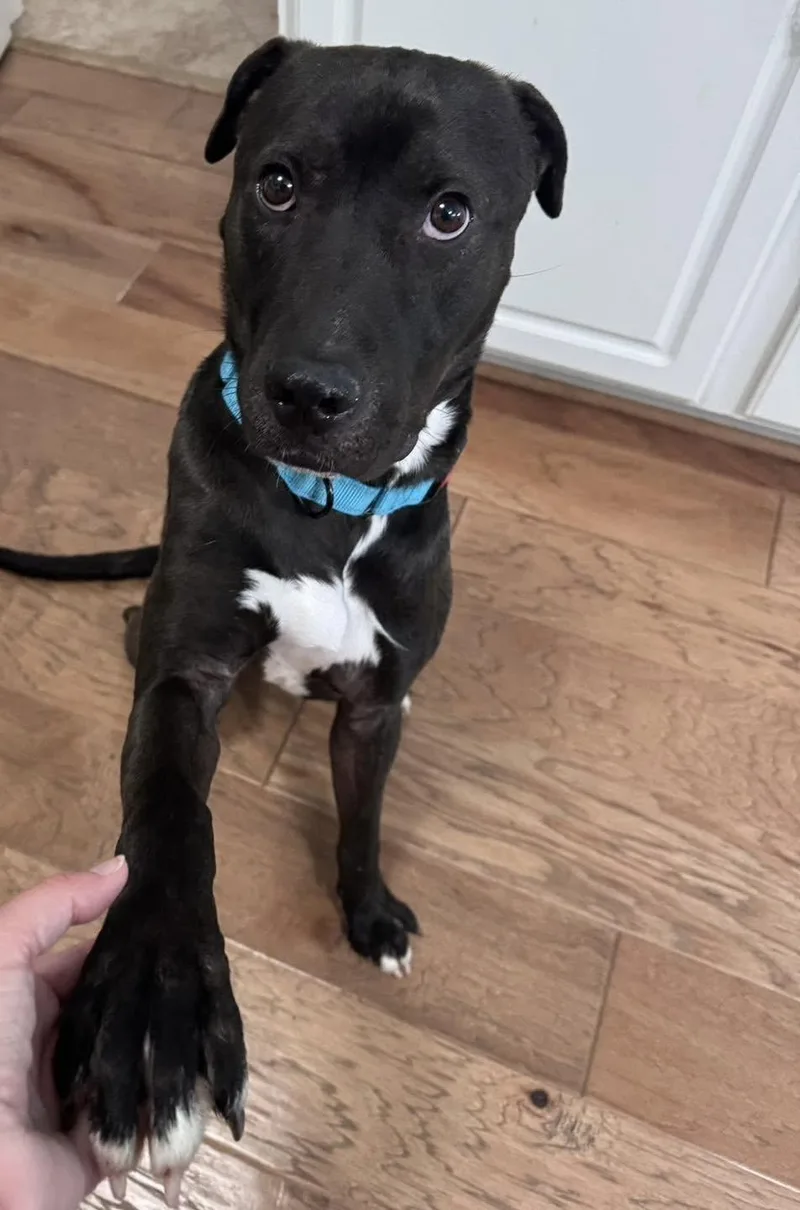 A young medium-sized male Black Pit Bull Terrier dog named Rhett for adoption in Grand Rapids, MI