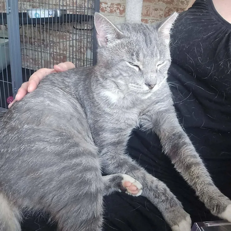 A young medium-sized male Gray / Blue / Silver Domestic Short Hair cat named Peter for adoption in Huntington, NY