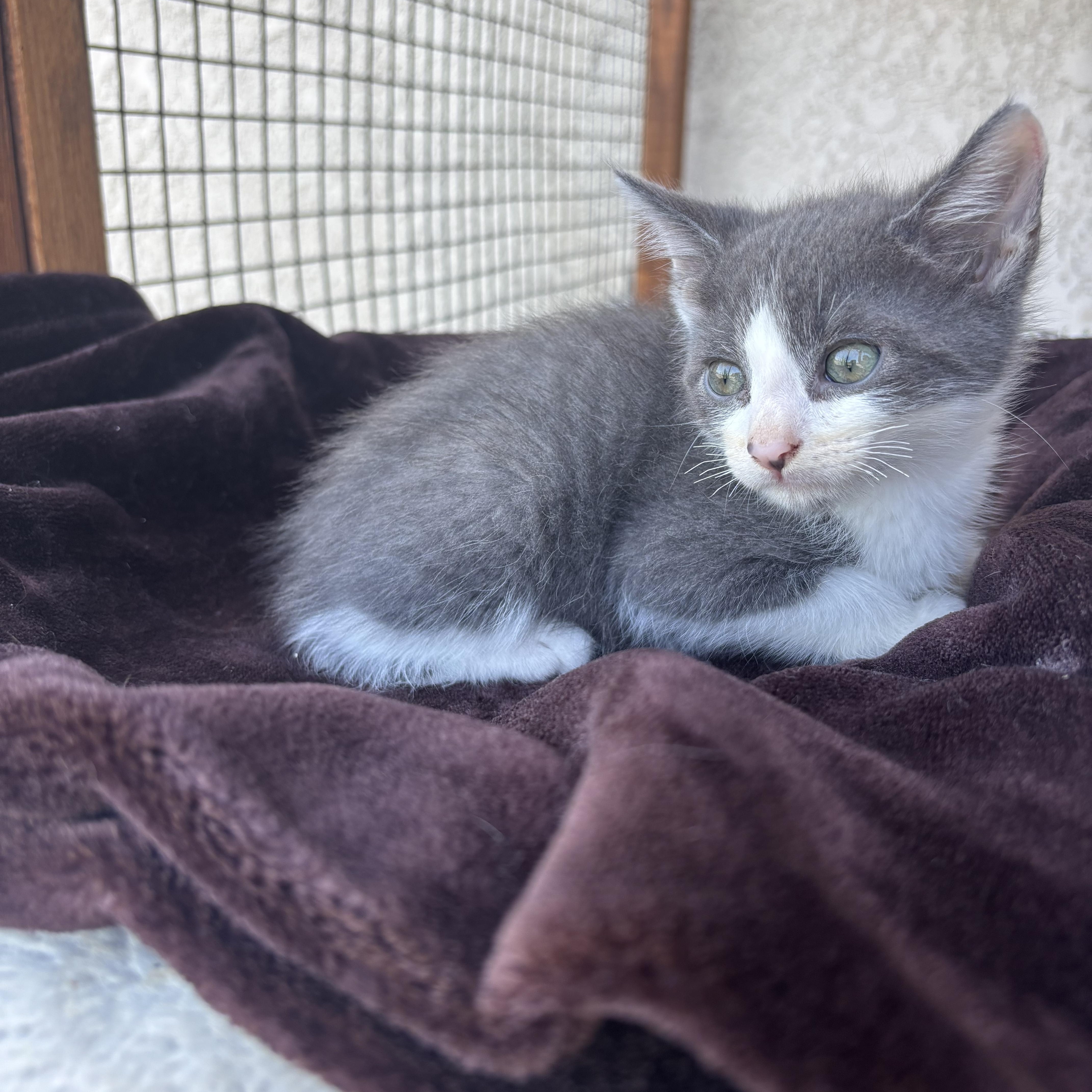A baby small-sized male Gray & White Domestic Short Hair cat named Claude for adoption in Costa Mesa, CA