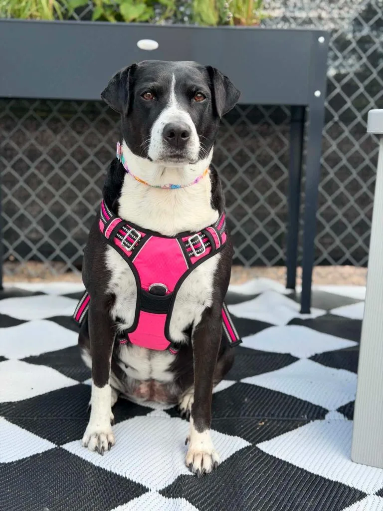 A senior medium-sized female Labrador Retriever dog named Demi  Summer Lovin' for adoption in Savage, MN