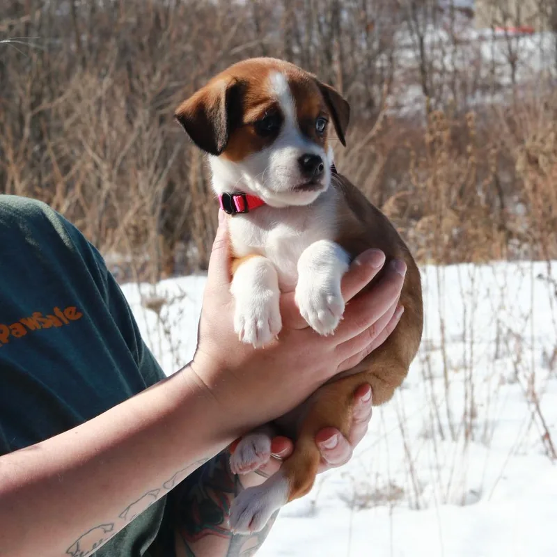 Ct Blizzard Avail Mar thumbnail 3