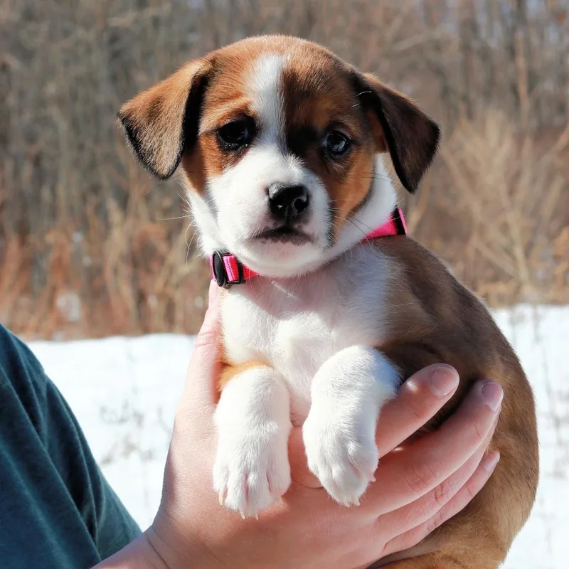 Ct Blizzard Avail Mar thumbnail 5