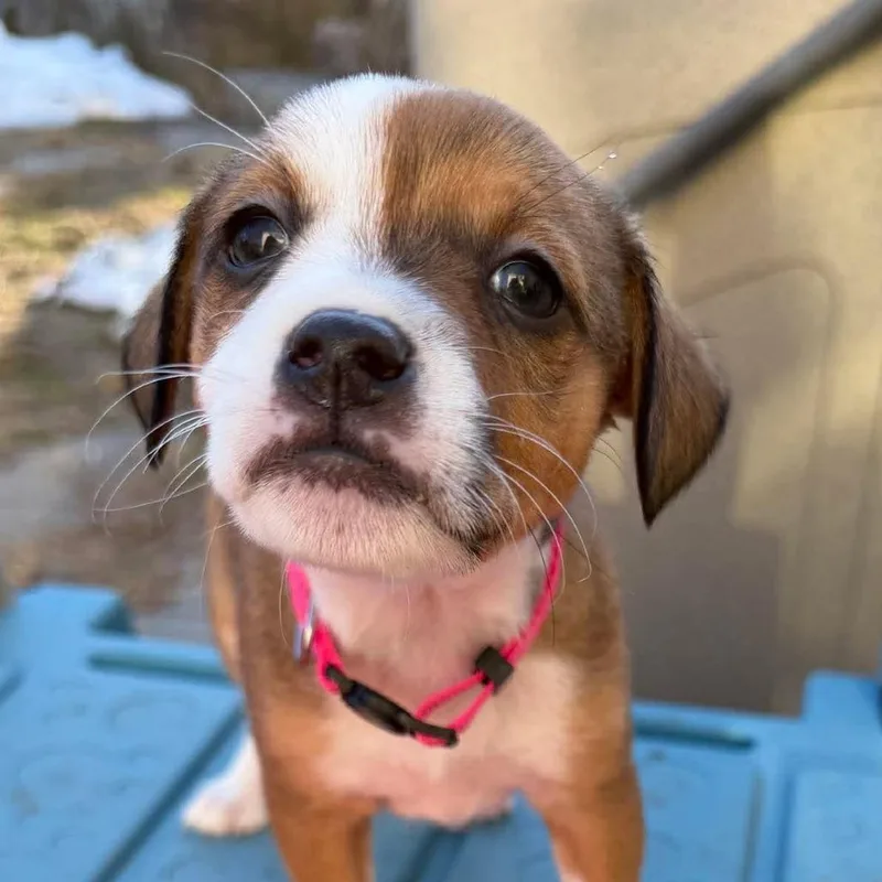 Ct Blizzard Avail Mar thumbnail 6