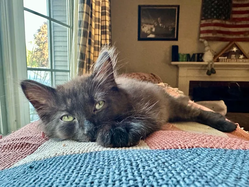 A young medium-sized female Tabby (Brown / Chocolate) Domestic Short Hair cat named Leyah and Luke for adoption in Belchertown, MA