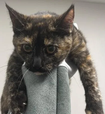 A baby medium-sized female Domestic Short Hair cat named Moon for adoption in Shreveport, LA