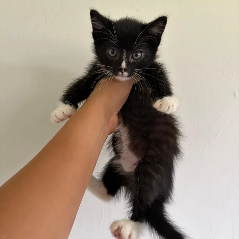 A baby small-sized male Black Domestic Short Hair cat named Skipjack for adoption in Talent, OR