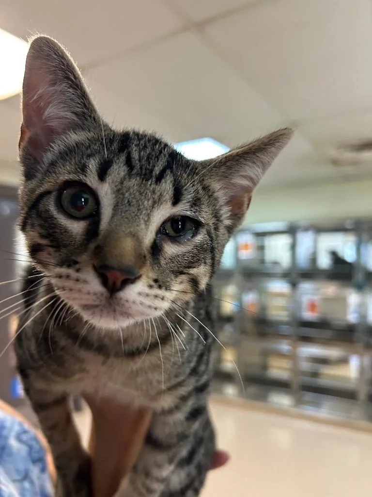 A baby medium-sized male Tabby cat named Bigfoot for adoption in Nacogdoches, TX