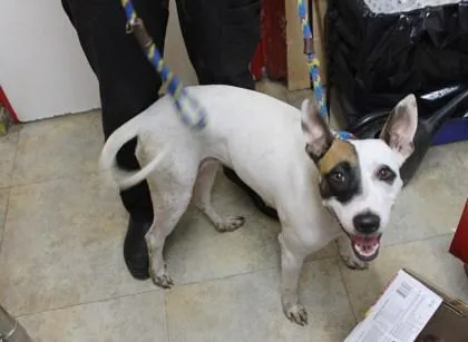 A young medium-sized female Terrier dog named Arrow for adoption in Picayune, MS