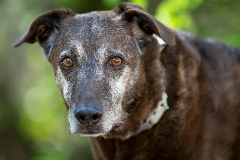 A senior medium-sized male Brown / Chocolate Black Labrador Retriever dog named Blackey Vi for adoption in Austin, TX