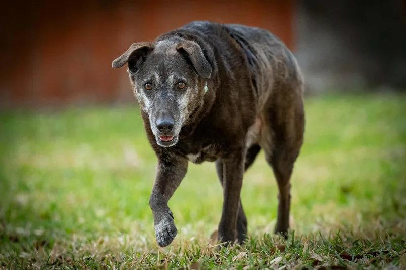 Blackey Vi thumbnail 2