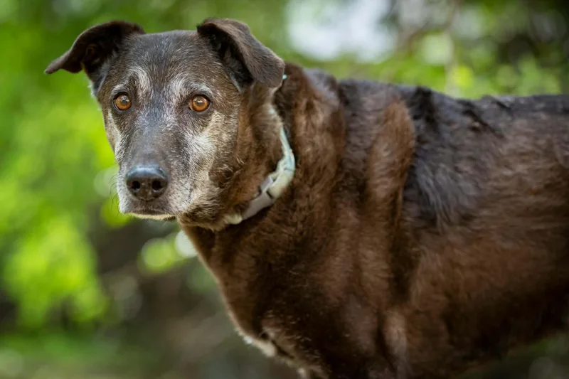 Blackey Vi thumbnail 3