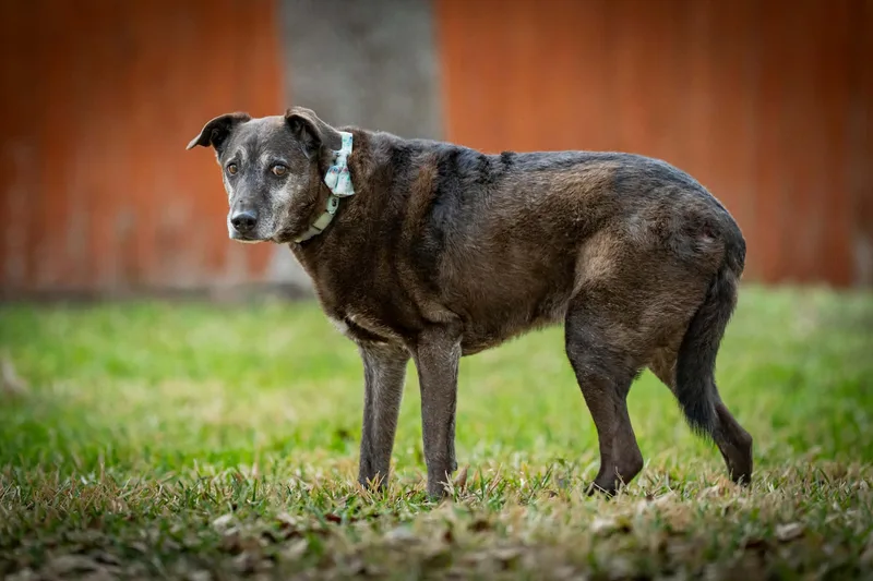 Blackey Vi thumbnail 4