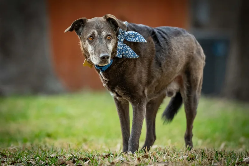 Blackey Vi thumbnail 6