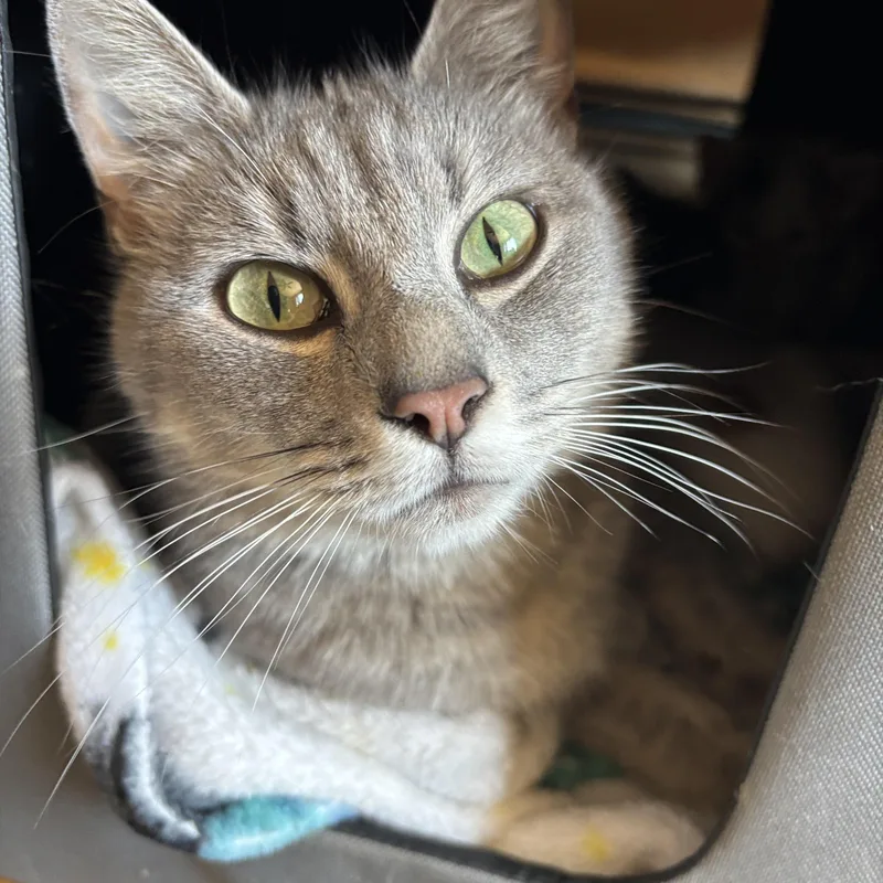 Sylvie