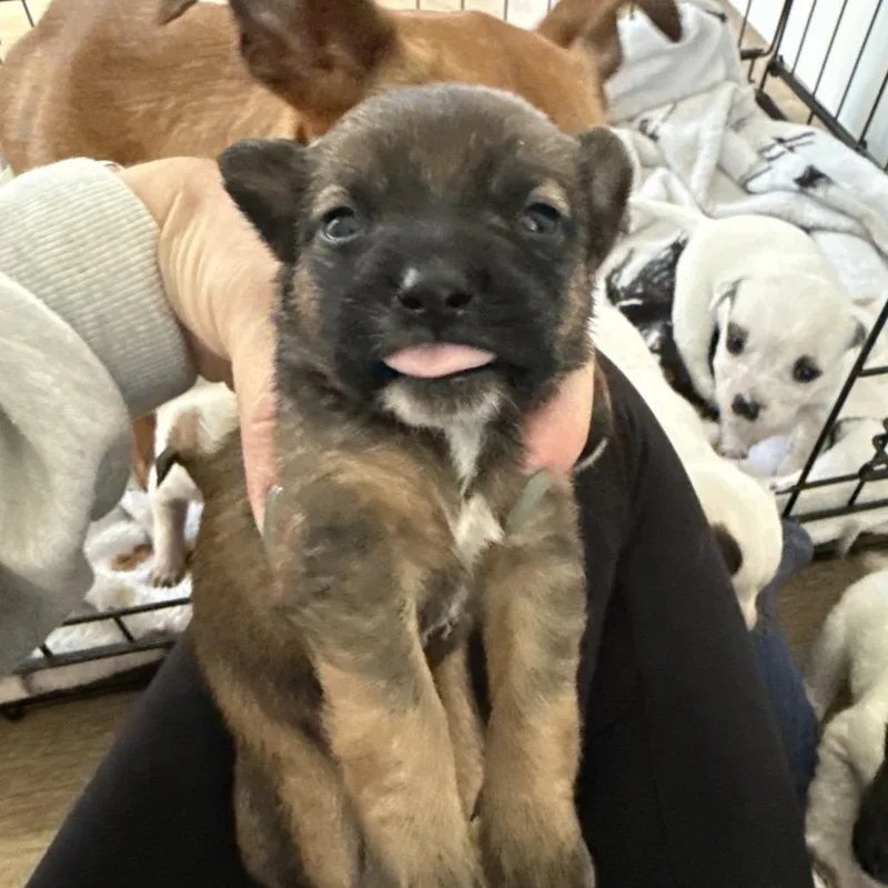 A young small-sized female Brown / Chocolate Chihuahua dog named Sedona for adoption in Sacramento, CA