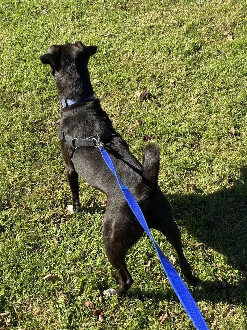 Vailarin thumbnail 3