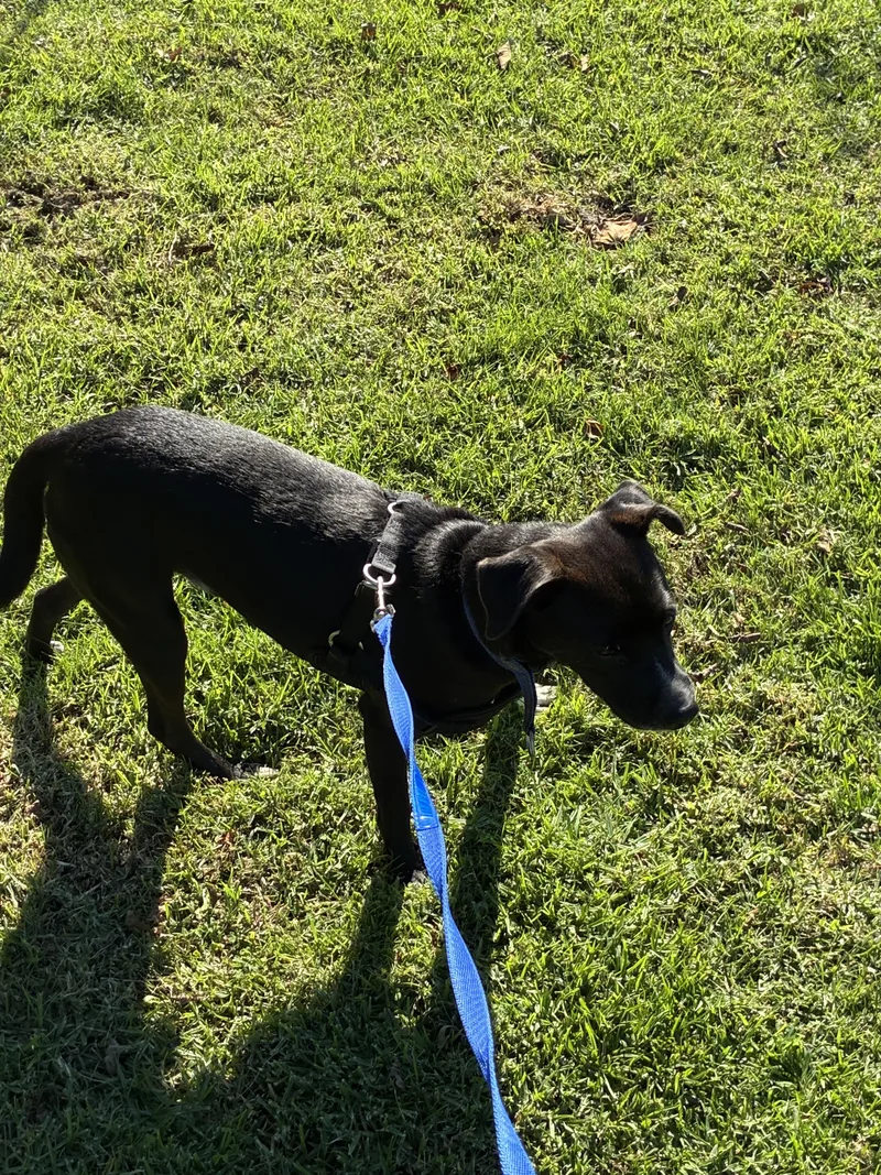 Vailarin thumbnail 4