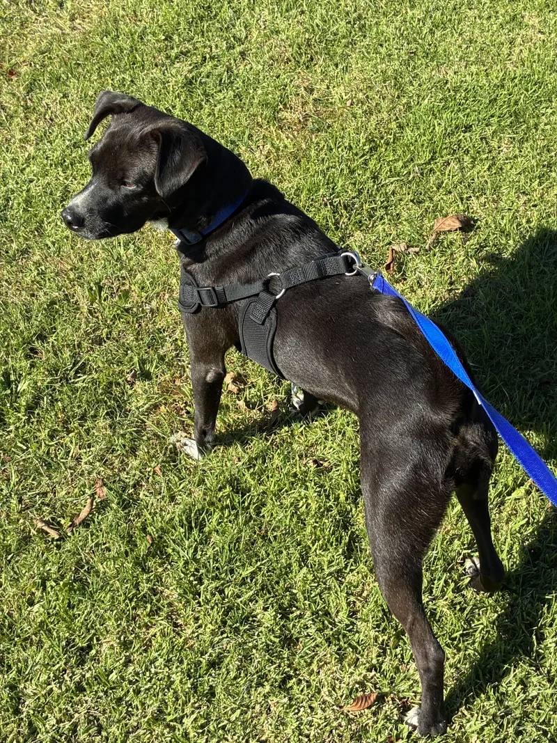 Vailarin thumbnail 5