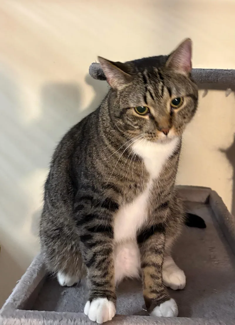 Squirrel thumbnail 2