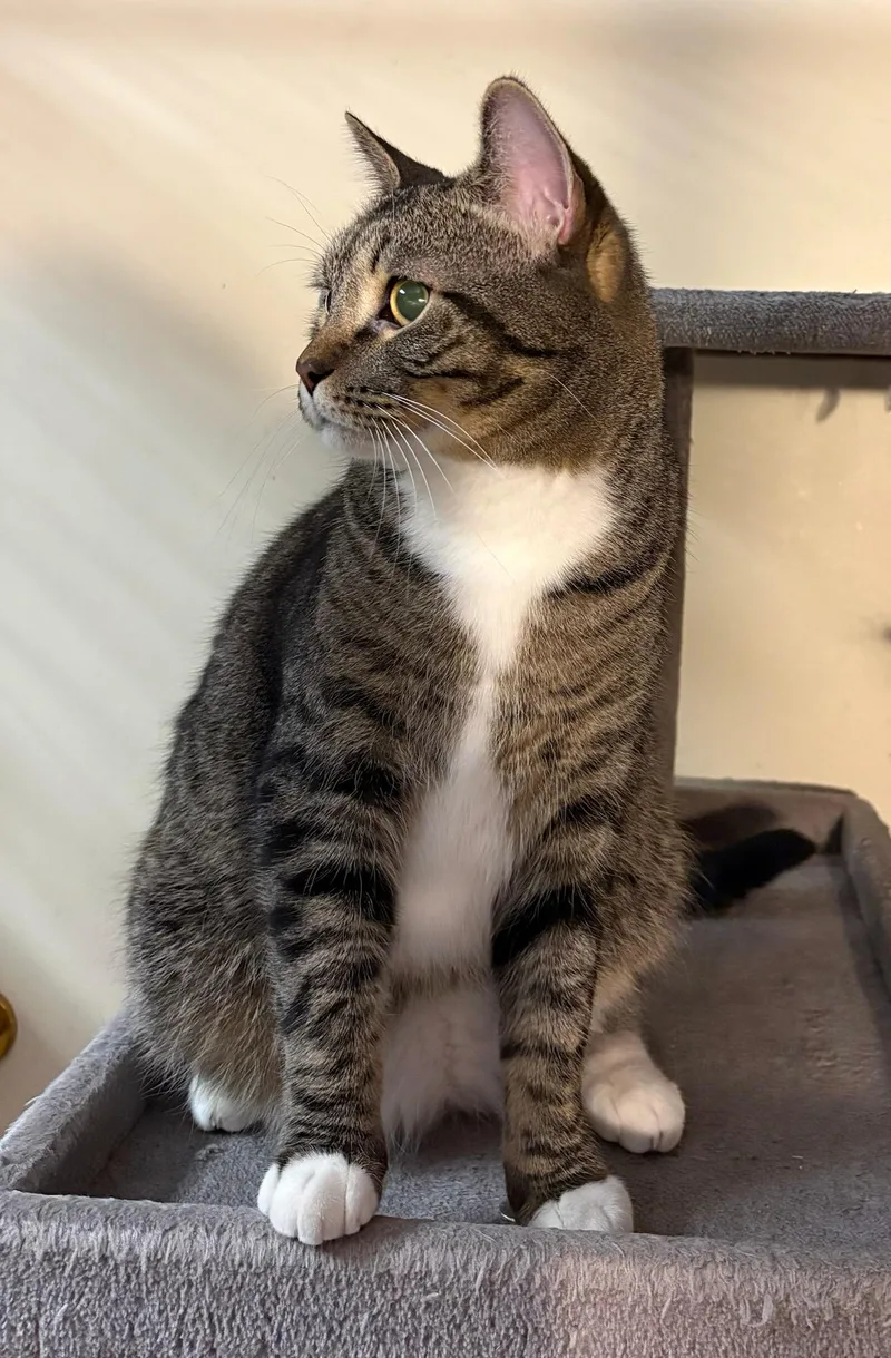 Squirrel thumbnail 3