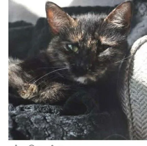 Pie: Visit At Petsmart