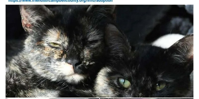 Pie: Visit At Petsmart thumbnail 2