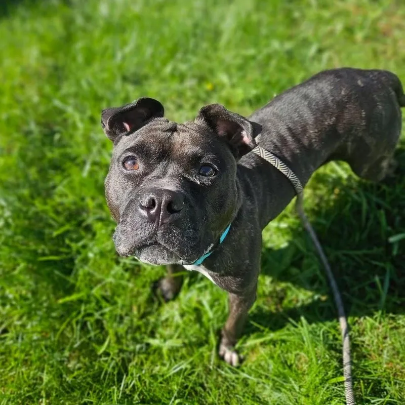 An adult medium-sized female Mixed Breed dog named Nila for adoption in Syracuse, NY