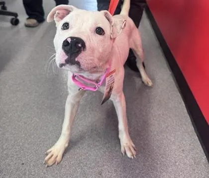 An adult medium-sized male Mixed Breed dog named Benji for adoption in West Chester, PA