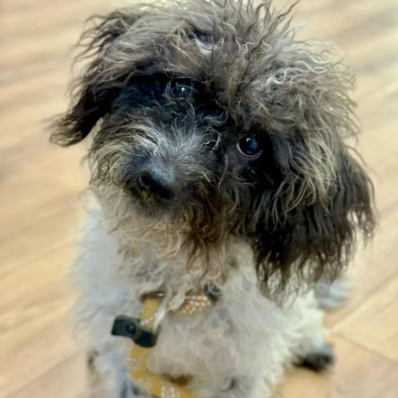 Fluffington McFluffFace
