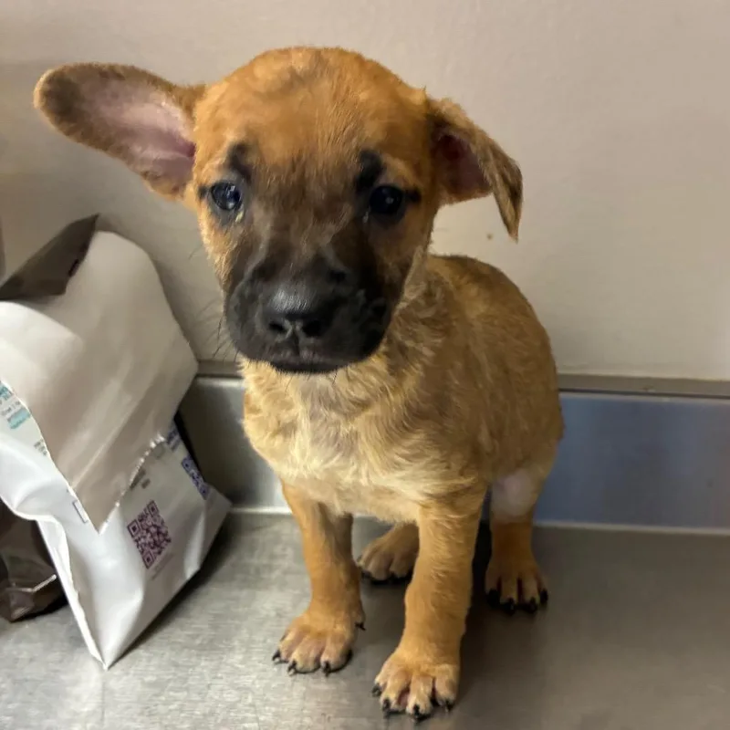 A baby small-sized female Yellow / Tan / Blond / Fawn Terrier dog named Jewel for adoption in San Antonio, TX