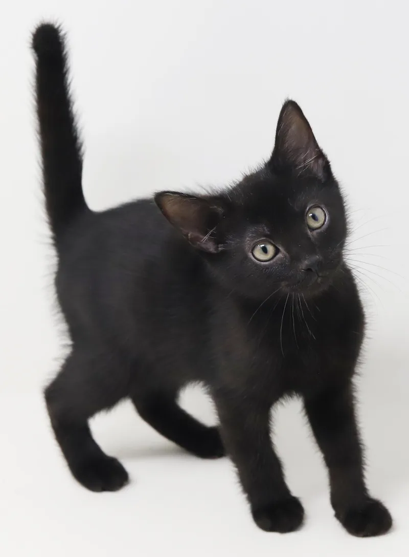 A baby small-sized male Black Bombay cat named Fred can't be any for adoption in Bedford Hills, NY