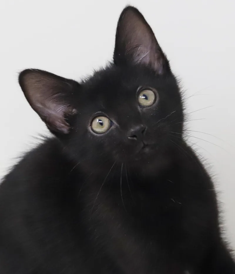 Fred can't be any thumbnail 3