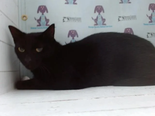 A young small-sized female Domestic Short Hair cat named Negra for adoption in Orlando, FL