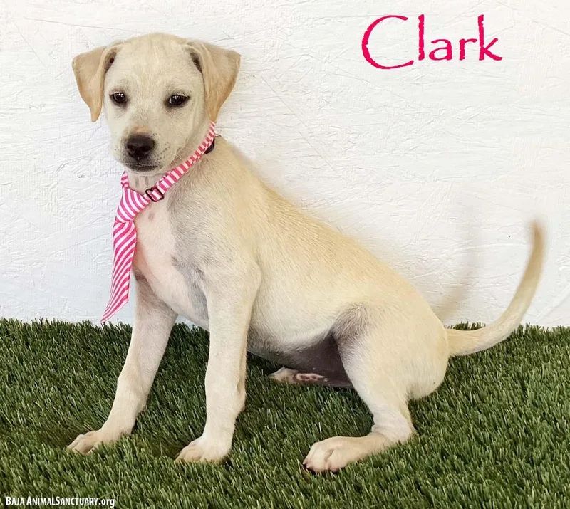 Clark thumbnail 2