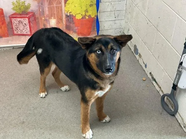 A young medium-sized female German Shepherd Dog dog named Nyla for adoption in San Bernardino, CA