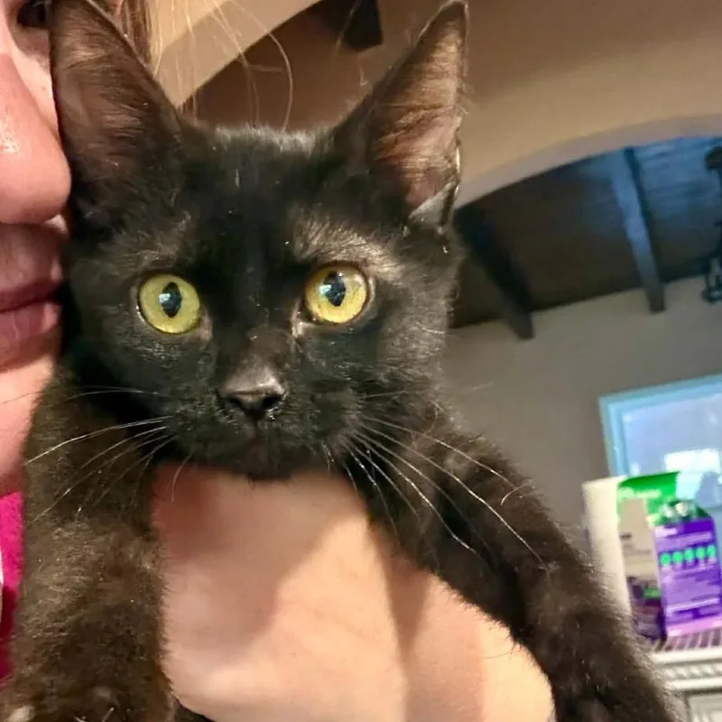 A baby small-sized male Black Domestic Short Hair cat named Sir Catrick for adoption in Las Cruces, NM
